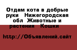 Отдам кота в добрые руки - Нижегородская обл. Животные и растения » Кошки   